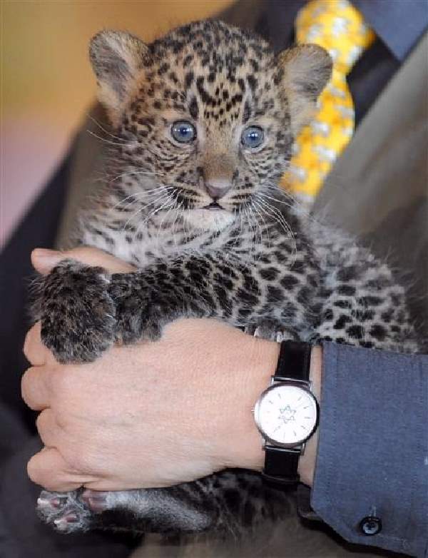 Shangrala's Tierpark Leopard Cubs