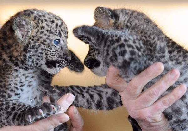 Shangrala's Tierpark Leopard Cubs