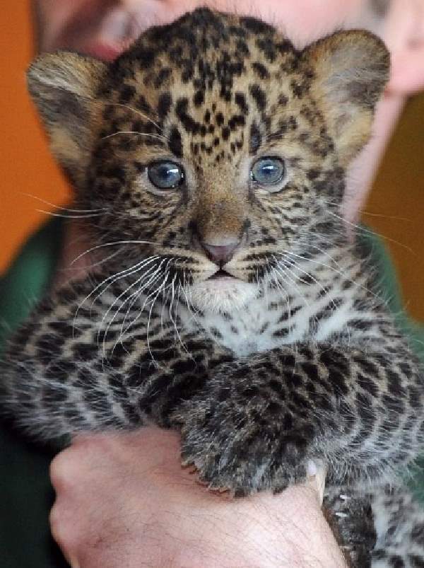 Shangrala's Tierpark Leopard Cubs