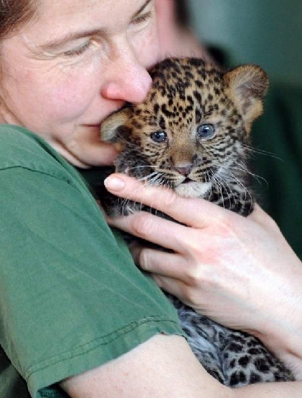 Shangrala's Tierpark Leopard Cubs