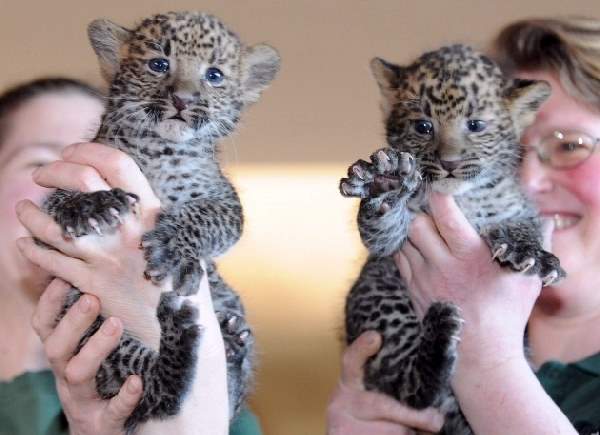 Shangrala's Tierpark Leopard Cubs