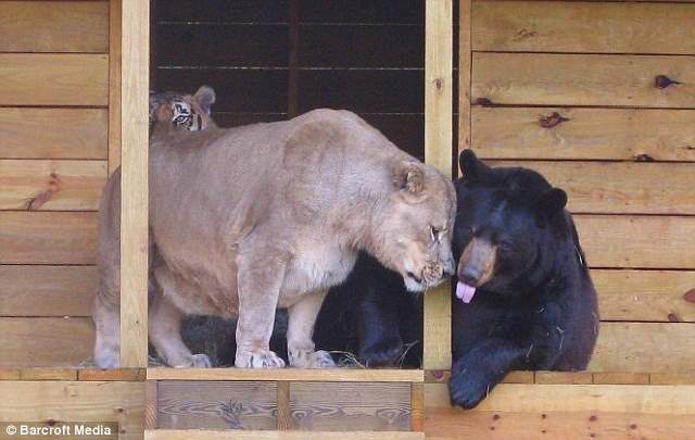 Shangrala's Friends: Lion, Tiger And Bear