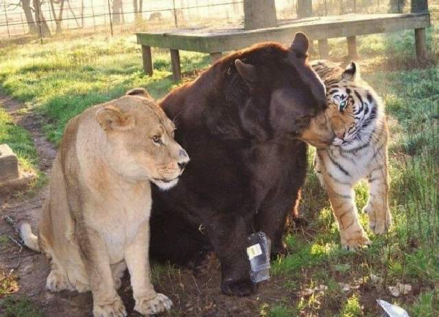 Shangrala's Friends: Lion, Tiger And Bear