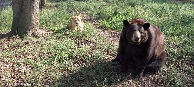 Shangrala's Friends: Lion, Tiger And Bear