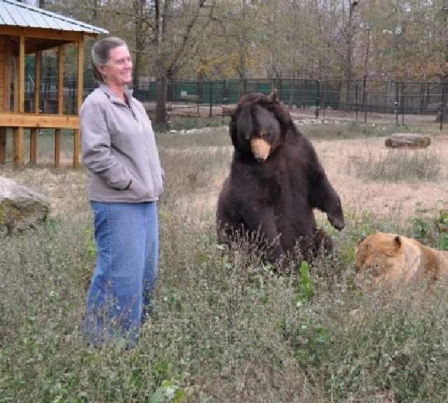 Shangrala's Friends: Lion, Tiger And Bear