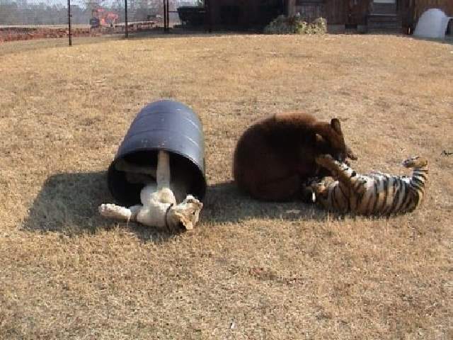 Shangrala's Friends: Lion, Tiger And Bear