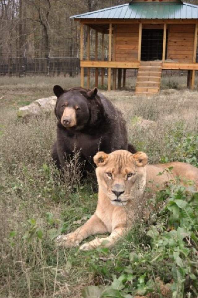 Shangrala's Friends: Lion, Tiger And Bear