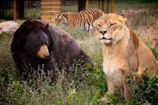 Shangrala's Friends: Lion, Tiger And Bear