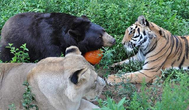 Shangrala's Friends: Lion, Tiger And Bear