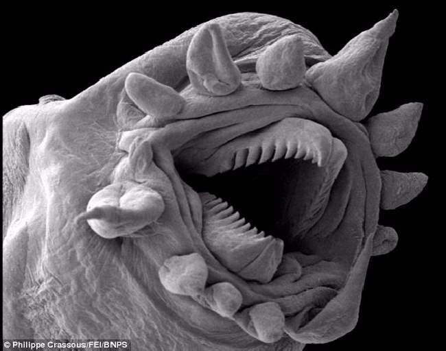 Microscopic Winners