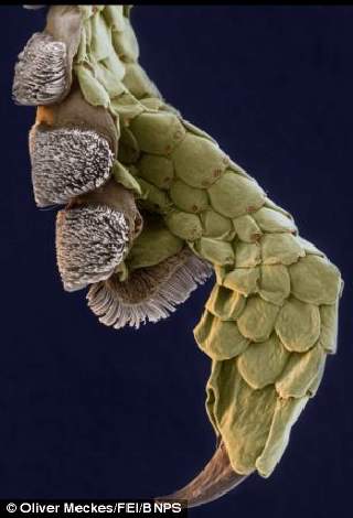 Microscopic Winners