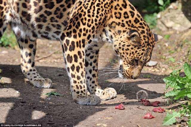 Shangrala's Mouse Vs Leopard!