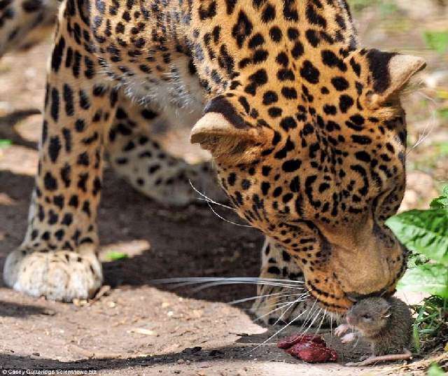 Shangrala's Mouse Vs Leopard!