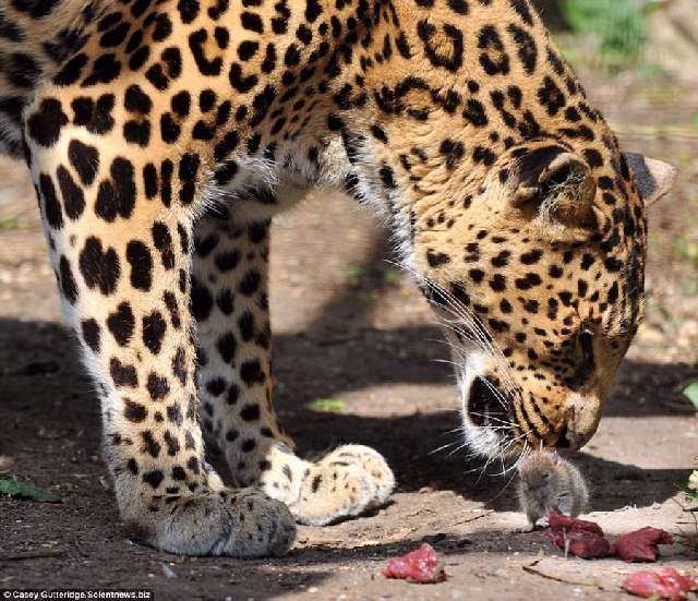 Shangrala's Mouse Vs Leopard!