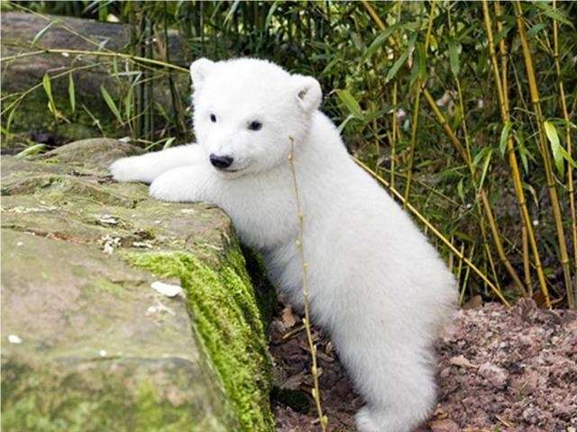 Shangrala's Polar Bear Cubs