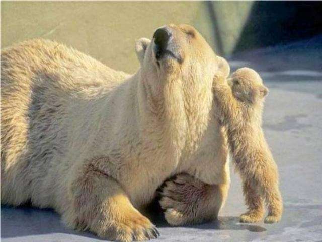 Shangrala's Polar Bear Cubs