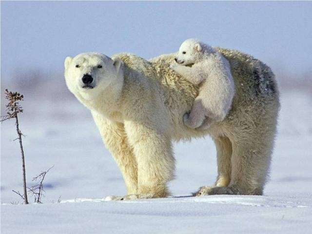 Shangrala's Polar Bear Cubs