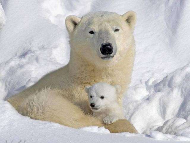 Shangrala's Polar Bear Cubs