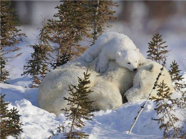 Shangrala's Polar Bear Cubs