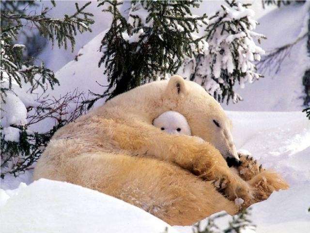 Shangrala's Polar Bear Cubs