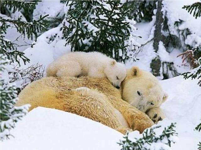 Shangrala's Polar Bear Cubs