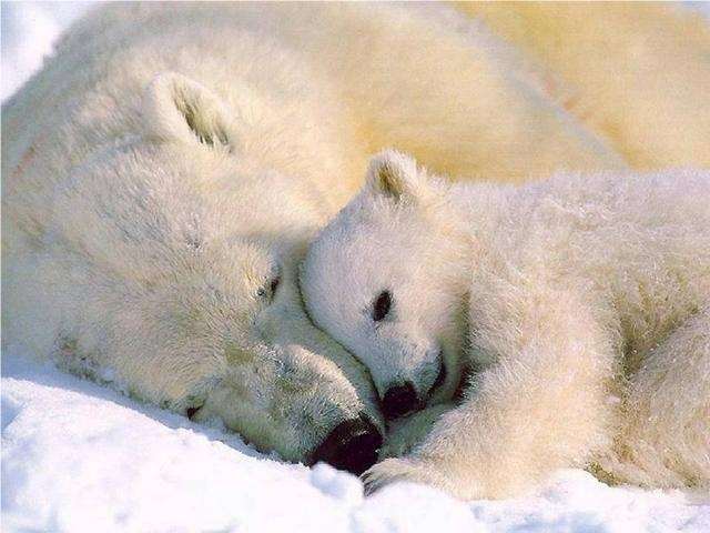 Shangrala's Polar Bear Cubs