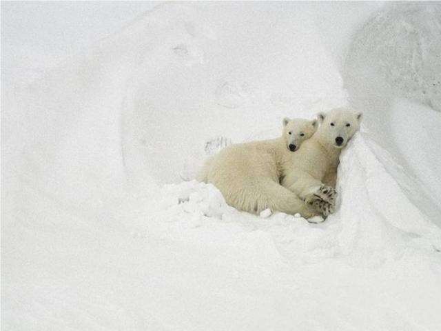 Shangrala's Polar Bear Cubs