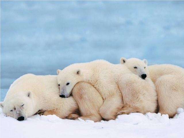 Shangrala's Polar Bear Cubs