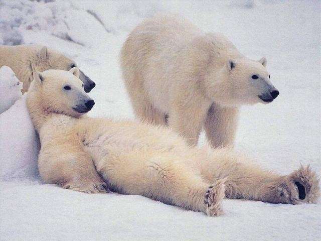 Shangrala's Polar Bear Cubs