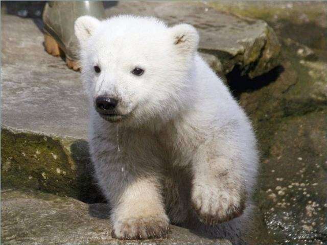 Shangrala's Polar Bear Cubs