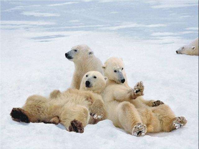 Shangrala's Polar Bear Cubs