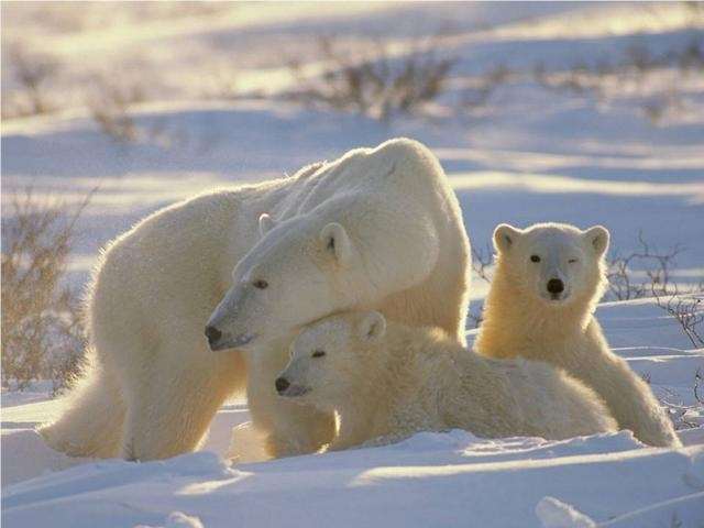 Shangrala's Polar Bear Cubs