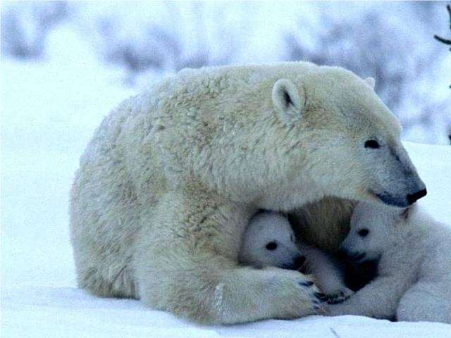 Shangrala's Polar Bear Cubs