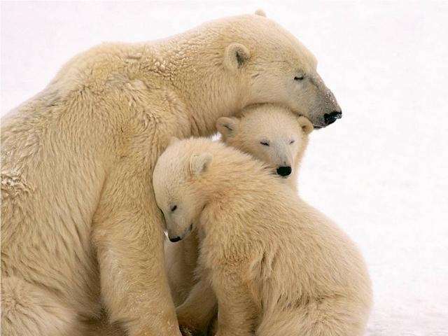 Shangrala's Polar Bear Cubs