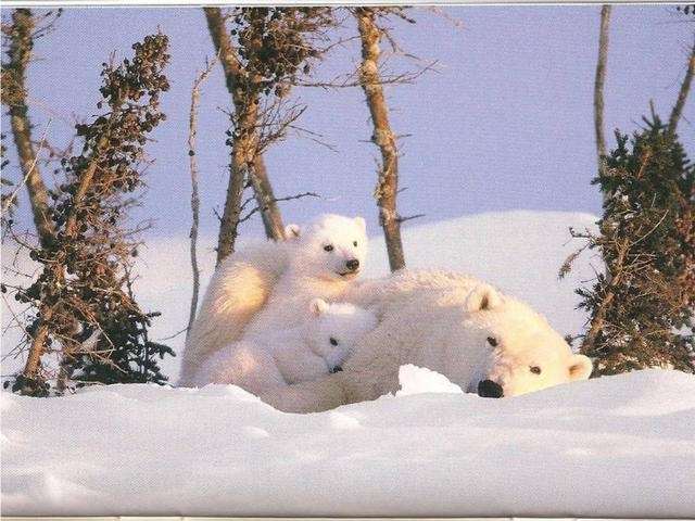 Shangrala's Polar Bear Cubs