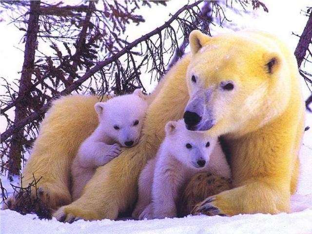 Shangrala's Polar Bear Cubs