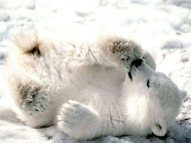 Shangrala's Polar Bear Cubs