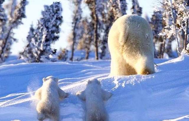 Shangrala's Polar Bear Cubs