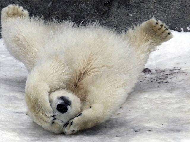 Shangrala's Polar Bear Cubs