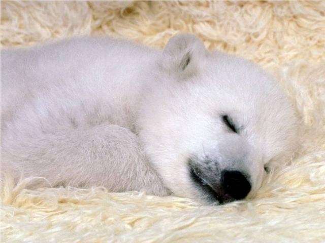 Shangrala's Polar Bear Cubs