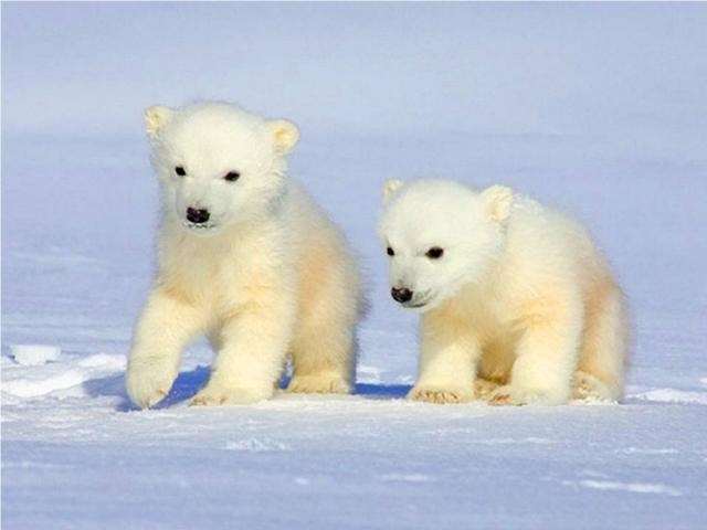 Shangrala's Polar Bear Cubs