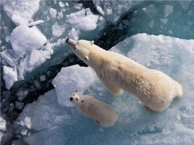 Shangrala's Polar Bear Cubs