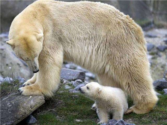 Shangrala's Polar Bear Cubs