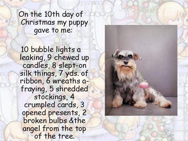 Shangrala's Puppy Days Of Christmas