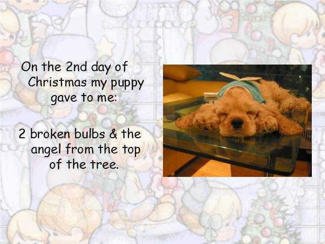 Shangrala's Puppy Days Of Christmas