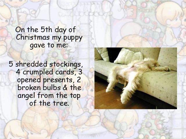 Shangrala's Puppy Days Of Christmas