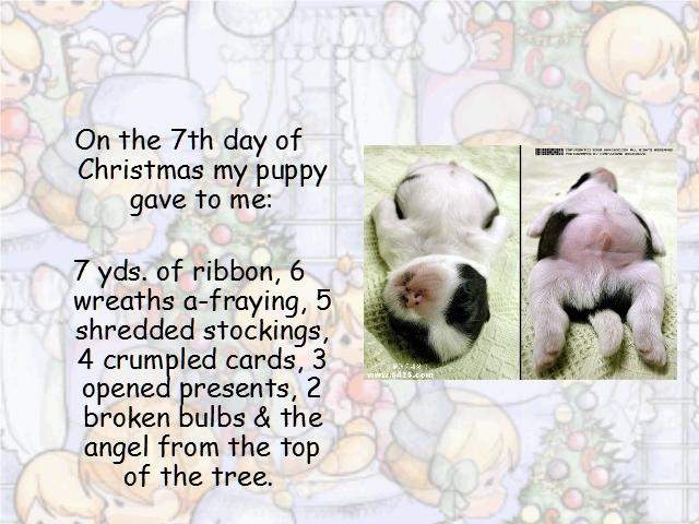 Shangrala's Puppy Days Of Christmas