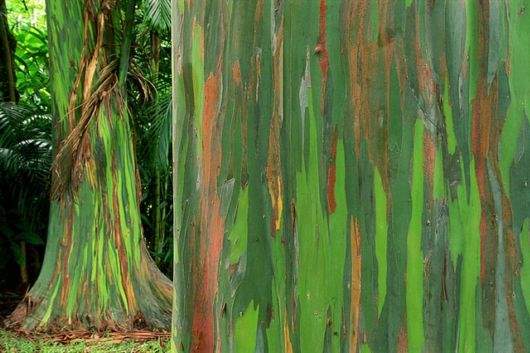 Shangrala's Rainbow Eucalyptus Tree