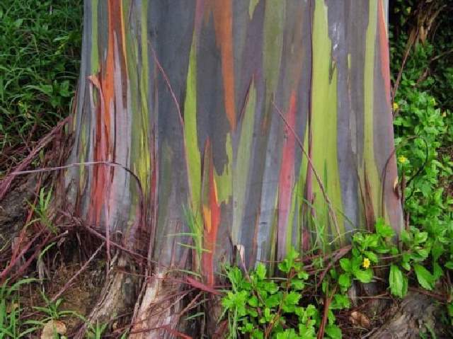 Shangrala's Rainbow Eucalyptus Tree