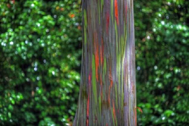 Shangrala's Rainbow Eucalyptus Tree